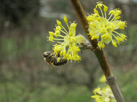 Biene auf Dirndl-Blüte